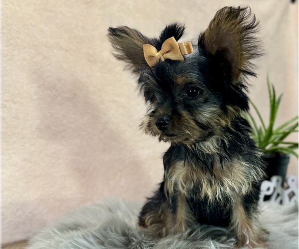 Medium Photo #4 YorkiePoo Puppy For Sale in NAPPANEE, IN, USA