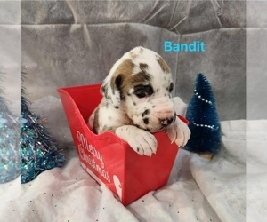 Great Dane Puppy for sale in BEL AIR, MD, USA