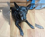 Small Photo #7 Mutt Puppy For Sale in Rootstown, OH, USA