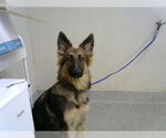 Small German Shepherd Dog