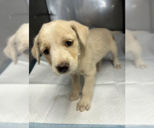 Medium Photo #1 Mutt Puppy For Sale in San Bernardino, CA, USA