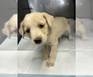 Mutt Dogs for adoption in San Bernardino, CA, USA