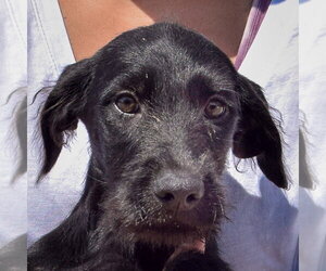 Irish Wolfhound-Unknown Mix Dogs for adoption in Huntley, IL, USA