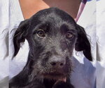 Small Irish Wolfhound Mix
