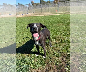 Penny - Female American Staffordshire Terrier-Unknown Mix Dog for Adoption - Photo #3