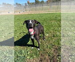 Small Photo #3 American Staffordshire Terrier-Unknown Mix Puppy For Sale in Pierceton , IN, USA