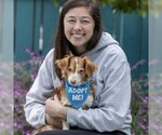 Small Photo #2 Dachshund Puppy For Sale in Pacific Grove, CA, USA