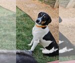 Small Border-Aussie