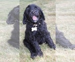 Small Photo #43 Goldendoodle Puppy For Sale in HOWARD CITY, MI, USA