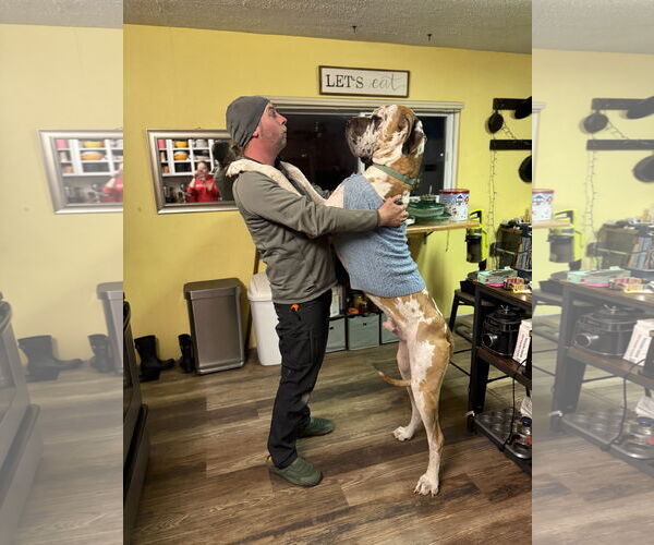 Medium Photo #4 Great Dane-Unknown Mix Puppy For Sale in Columbus, IN, USA