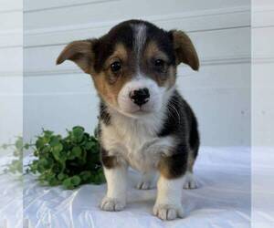 Pembroke Welsh Corgi Puppy for sale in FREDONIA, PA, USA