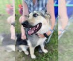 Small #4 German Shepherd Dog Mix