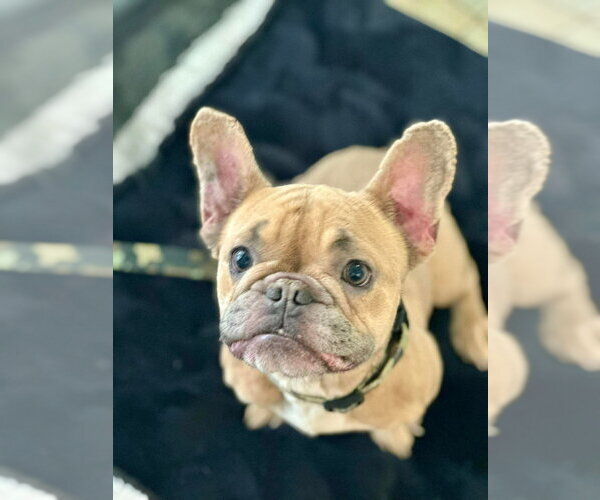 Medium Photo #2 French Bulldog Puppy For Sale in Brights Grove, Ontario, Canada