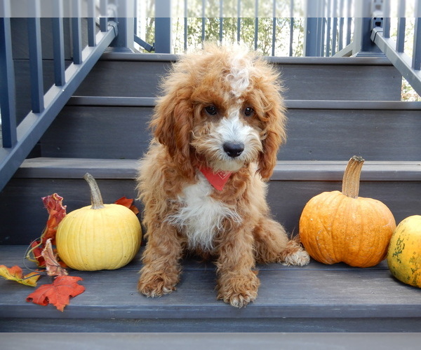 Medium Photo #4 Cavapoo Puppy For Sale in MILLERSBURG, OH, USA