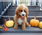 Small Photo #4 Cavapoo Puppy For Sale in MILLERSBURG, OH, USA