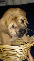 Mountain Mastiff Puppy for sale in MILLSBORO, DE, USA