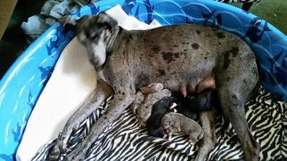 Mother of the Great Pyredane puppies born on 06/04/2017