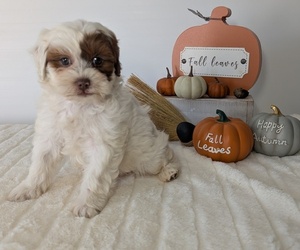 Medium ShihPoo