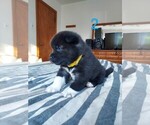 Small Photo #2 Akita Puppy For Sale in JOHNSTOWN, PA, USA