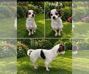 Chion Dogs for adoption in FRAMINGHAM, MA, USA