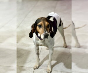 Coonhound Dogs for adoption in Tampa, FL, USA