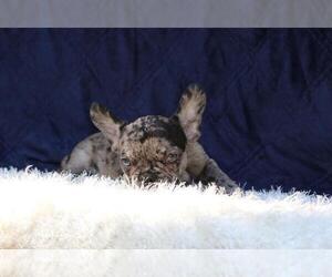 French Bulldog Puppy for sale in CHERRY BROOK, MA, USA