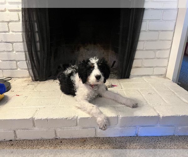 Medium Photo #1 Bernedoodle Puppy For Sale in SUNNYVALE, CA, USA
