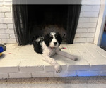 Small Photo #1 Bernedoodle Puppy For Sale in SUNNYVALE, CA, USA