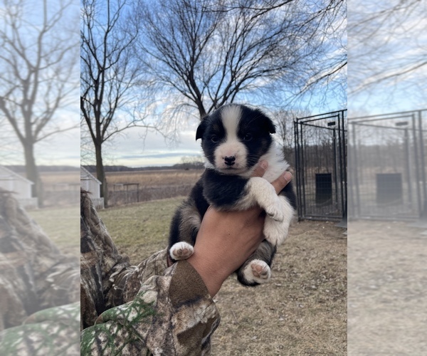 Medium Photo #3 Australian Shepherd Puppy For Sale in TOLEDO, IL, USA