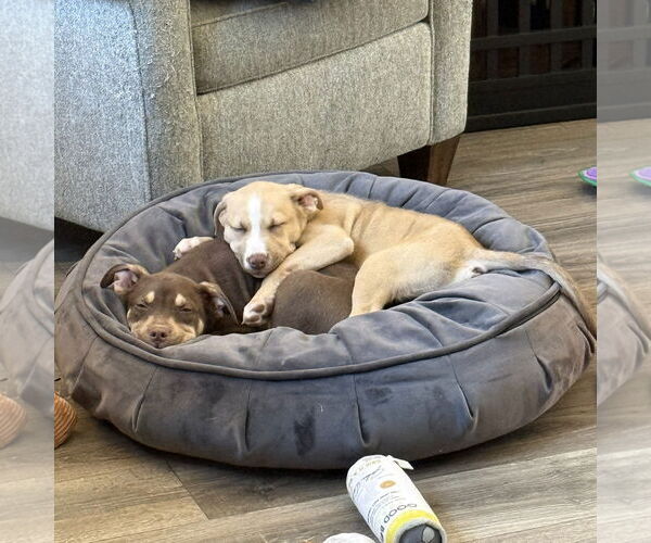 Medium Photo #14 Siberian Husky-Unknown Mix Puppy For Sale in Fargo, ND, USA