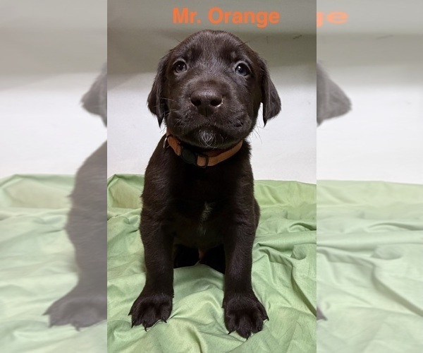 Medium Photo #5 Labrador Retriever Puppy For Sale in WHITNEY, TX, USA