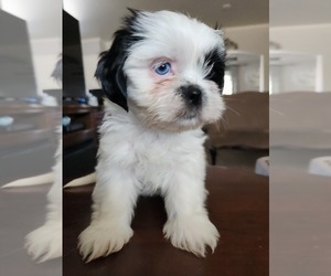 Shih Tzu Puppy for sale in MENIFEE, CA, USA