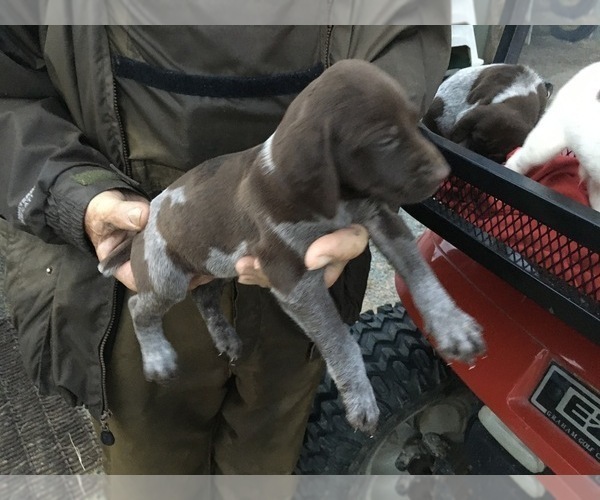 Medium Photo #2 German Shorthaired Pointer Puppy For Sale in DUNN, NC, USA