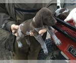 Small Photo #2 German Shorthaired Pointer Puppy For Sale in DUNN, NC, USA