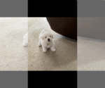 Small Photo #1 Bichon Frise Puppy For Sale in SIMPSONVILLE, SC, USA