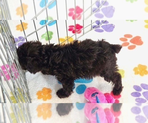 Medium Photo #3 Cockapoo (Toy)-Poodle (Toy) Mix Puppy For Sale in ORO VALLEY, AZ, USA