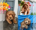 Small Cavapoo