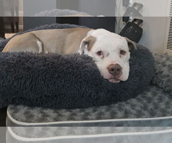 Medium Photo #5 Mutt Puppy For Sale in Mount Laurel, NJ, USA