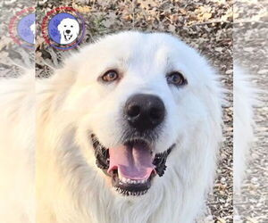 Great Pyrenees Dogs for adoption in Spring, TX, USA