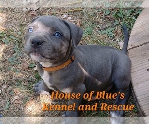 American Pit Bull Terrier Puppy for sale in DELAWARE, OH, USA