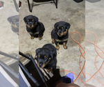 Small Photo #2 Rottweiler Puppy For Sale in SPLENDORA, TX, USA
