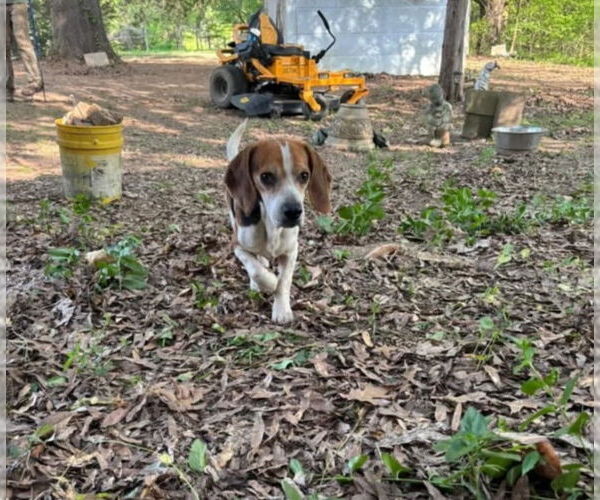 Medium Photo #6 Beagle Puppy For Sale in Las Vegas, NV, USA