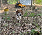 Small #5 Beagle