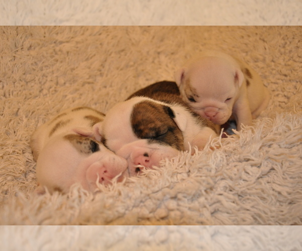 Medium Photo #24 English Bulldog Puppy For Sale in NAMPA, ID, USA