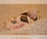 Small Photo #24 English Bulldog Puppy For Sale in NAMPA, ID, USA