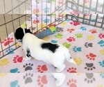 Small #1 Havanese