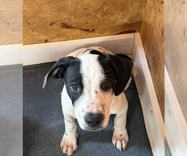 Medium Photo #2 American Pit Bull Terrier-Unknown Mix Puppy For Sale in Bolivar, MO, USA