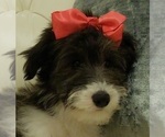 Puppy Princess Cadoodle