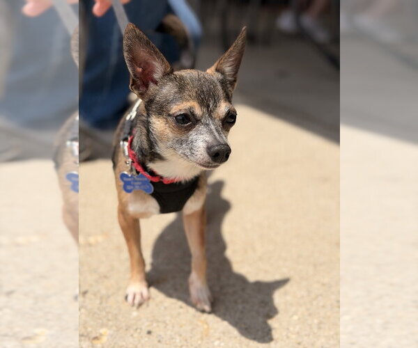 Medium Photo #5 Chihuahua Puppy For Sale in Mundelein, IL, USA