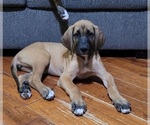 Small Photo #2 Irish Dane Puppy For Sale in SURRY, VA, USA